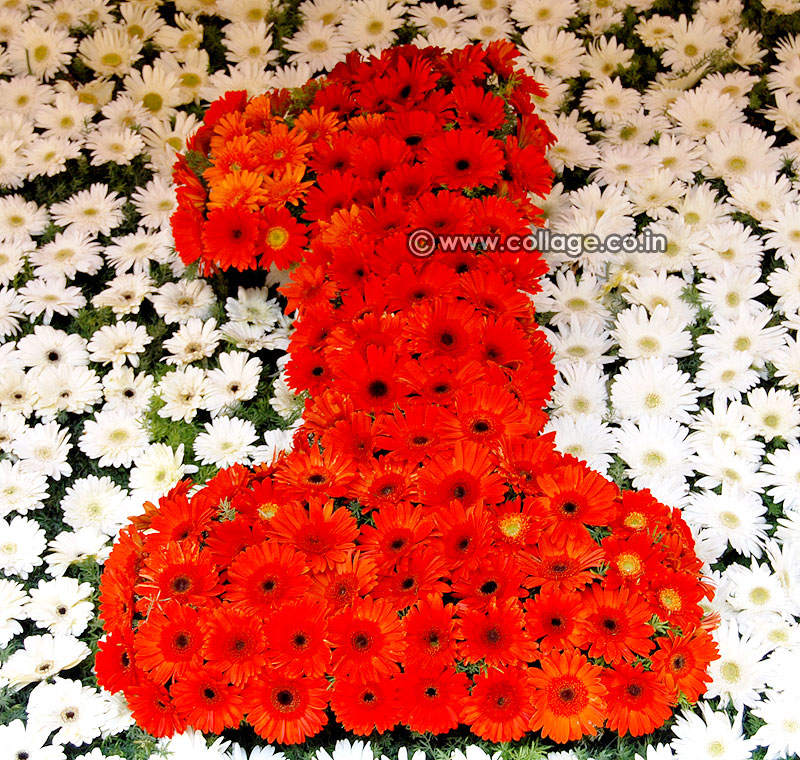 Number one gerbera collage