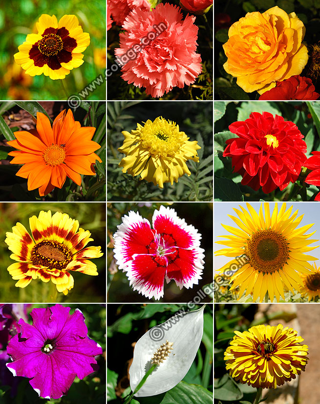 Flower collage photoshop